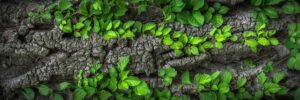 Grønne blade på træstub Rebekka Bondegaard Kognitiv adfærdsterapi